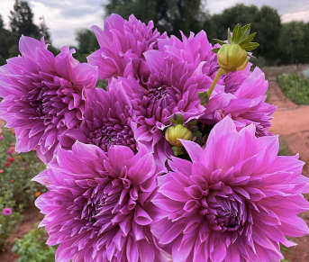 Dahlia - Lavender Perfection