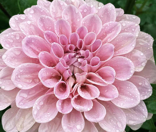 Dahlia - Sweet Nathalie