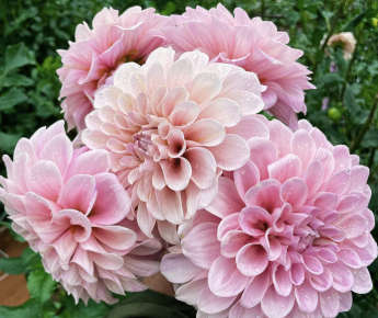 Dahlia - Sweet Nathalie