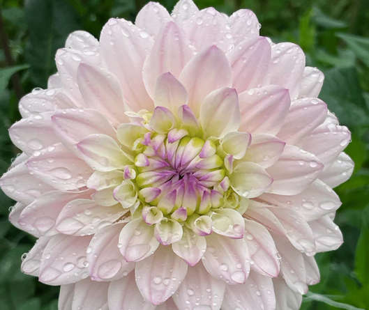 Dahlia - Silver Years