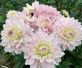 Dahlia - Silver Years