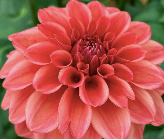 Dahlia - Iced Tea
