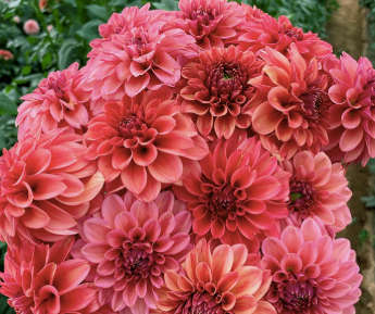 Dahlia - Iced Tea