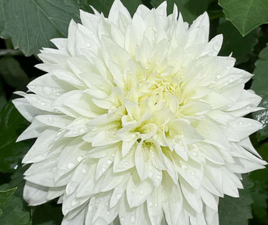Dahlia - Gitt's Attention