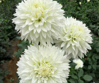 Dahlia - Gitt's Attention