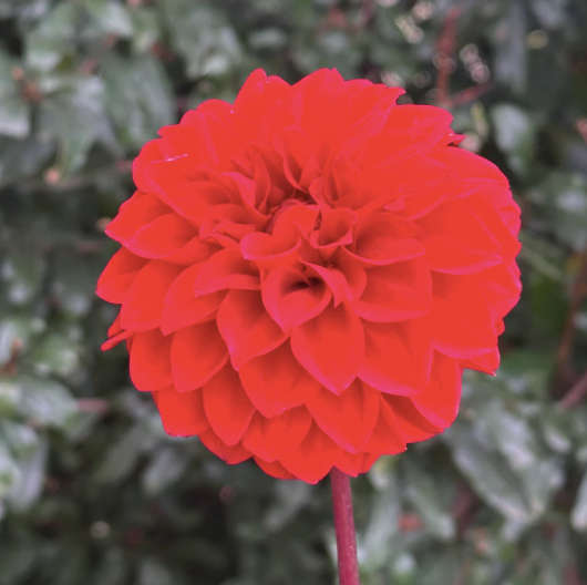 Dahlia - Red Runner