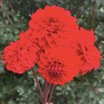 Dahlia - Red Runner