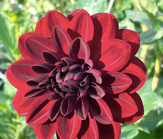 Dahlia - Arabian Night