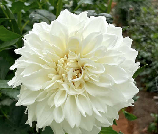 Dahlia - Centre Court