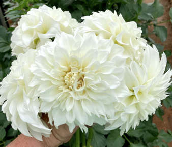 Dahlia - Centre Court