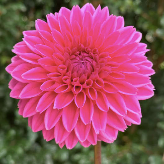 Dahlia - Sandra