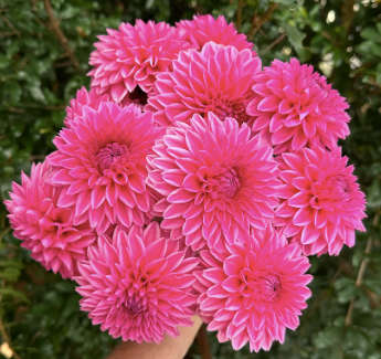 Dahlia - Sandra