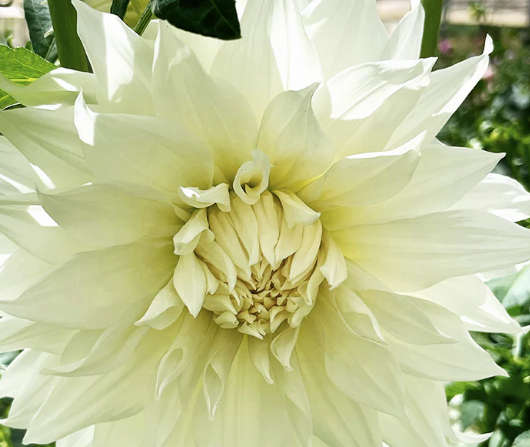 Dahlia - Snowbound