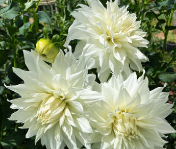 Dahlia - Snowbound