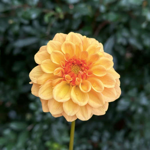 Dahlia - Golden Scepter