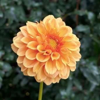 Dahlia - Golden Scepter
