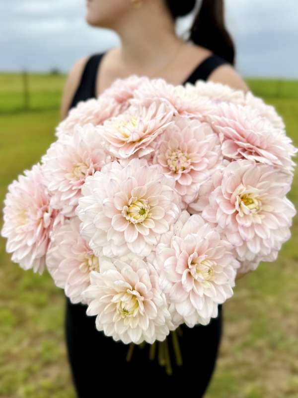 Dahlia - Silver Years