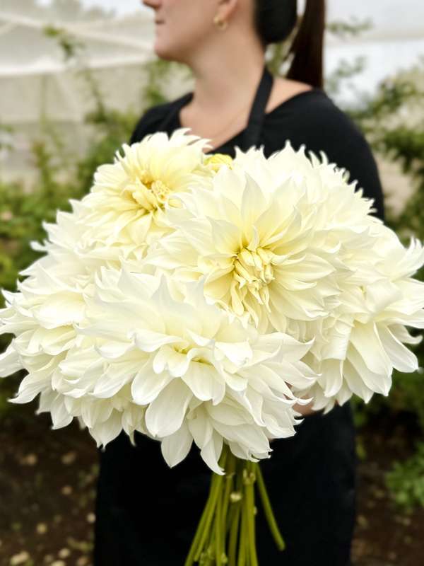 Dahlia - Snowbound