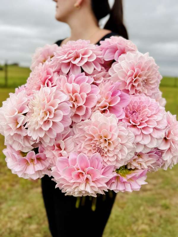 Dahlia - Sweet Nathalie