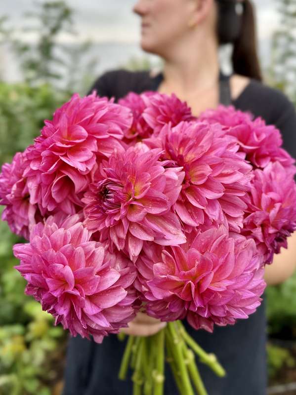 Dahlia - Wildbloom Reinette