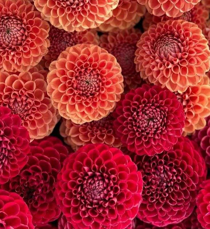 Dahlia - Cornel Red