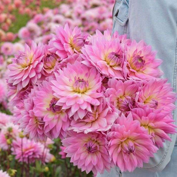 Dahlia - Pink Magic