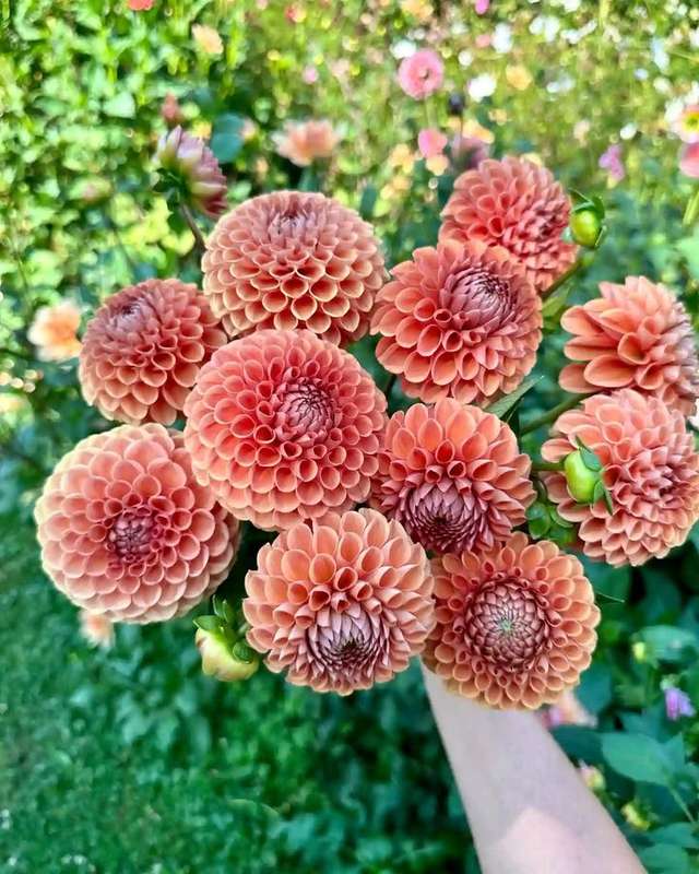 Dahlia - Cornel Bronze