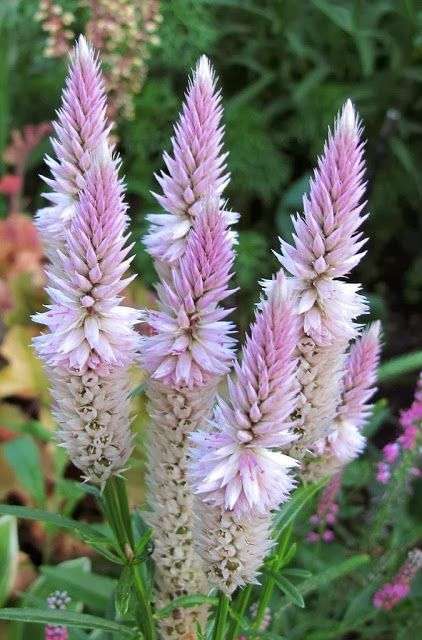 Celosia Flamingo Feather - "Celosia spicata"