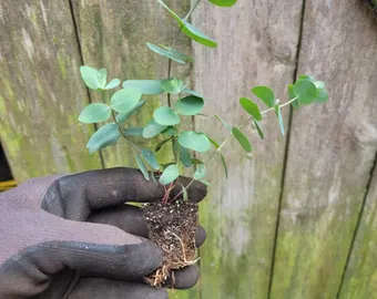 Eucalyptus Cenerea