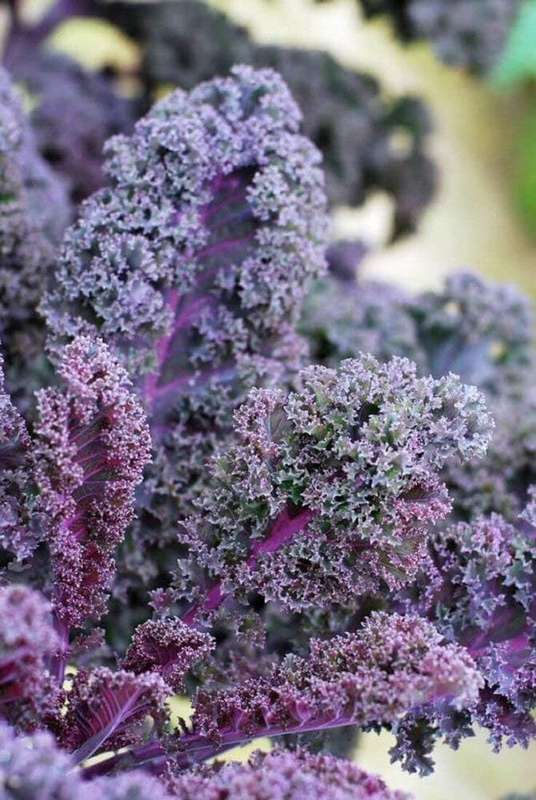 Kale Scarlet 30 Seeds