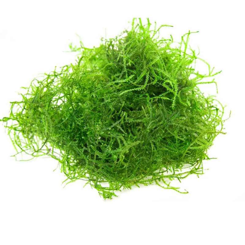 Aquarium Fish Tank Java Moss - 2L Tub - Live Plant