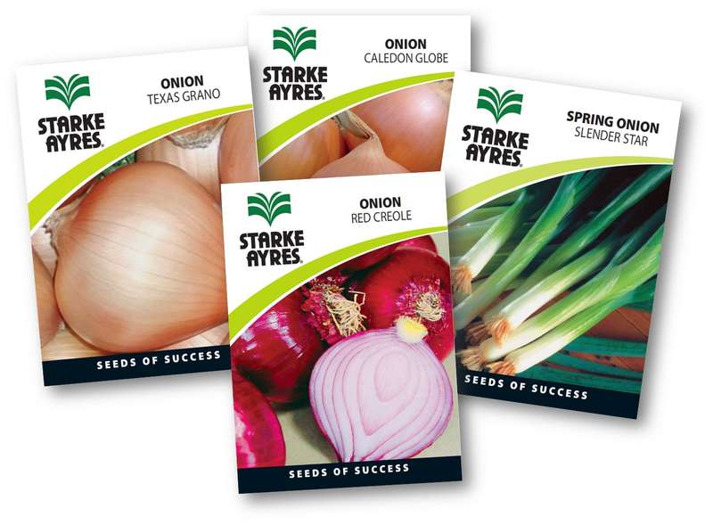 Onion Seed