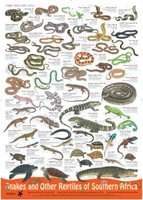 Snakes and other Reptiles of Southern Africa (Poster)
