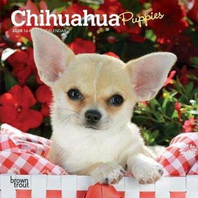 Chihuahua Puppies 2020 Mini Wall Calendar (Calendar)