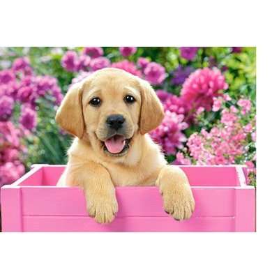 Castorland Labrador Puppy Puzzle (300 Pieces)