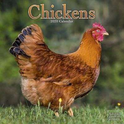 Chickens Calendar 2020 (Paperback)