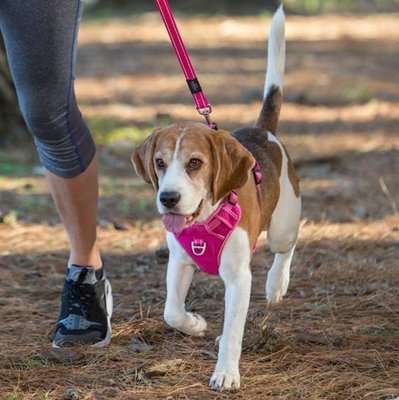 Rogz Utility Explore Harness (Pink Reflective)