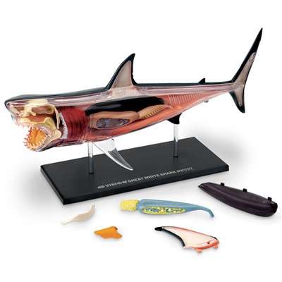 4D Master Animal Anatomy - Shark