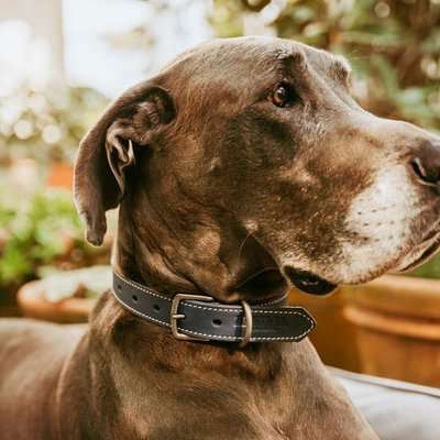 Huntlea Leopard Series - Leather Collar (Navy)