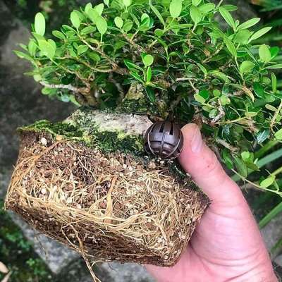 Pumice Japanese (Hyuga) (18L)  - For Bonsai