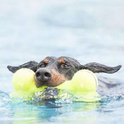 KONG Airdog Squeaker Bone (Yellow)