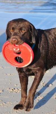 Rogz Flying Object Throwing Disc Dog Toy (Red)