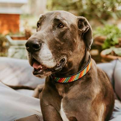 Huntlea Beaded Leather Collar - Stripe Design (Black Leather)