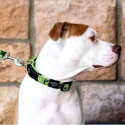 Rogz Fancy Dress Dog Collar (Lime Juice Design)