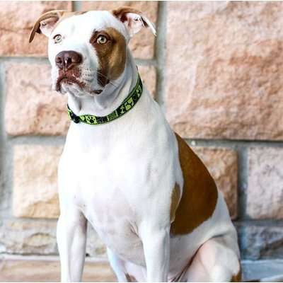 Rogz Fancy Dress Dog Collar (Lime Juice Design)