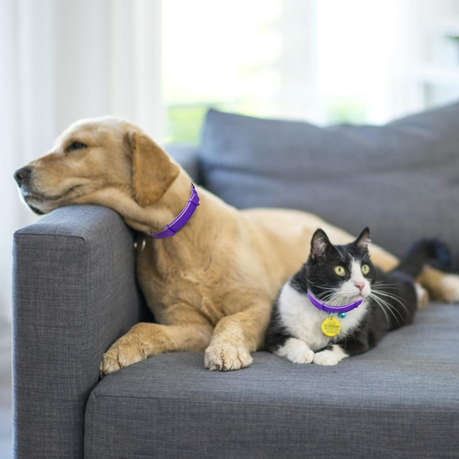 Pheromone Calming Collar for Dogs - Anti Anxiety, Calming Effect