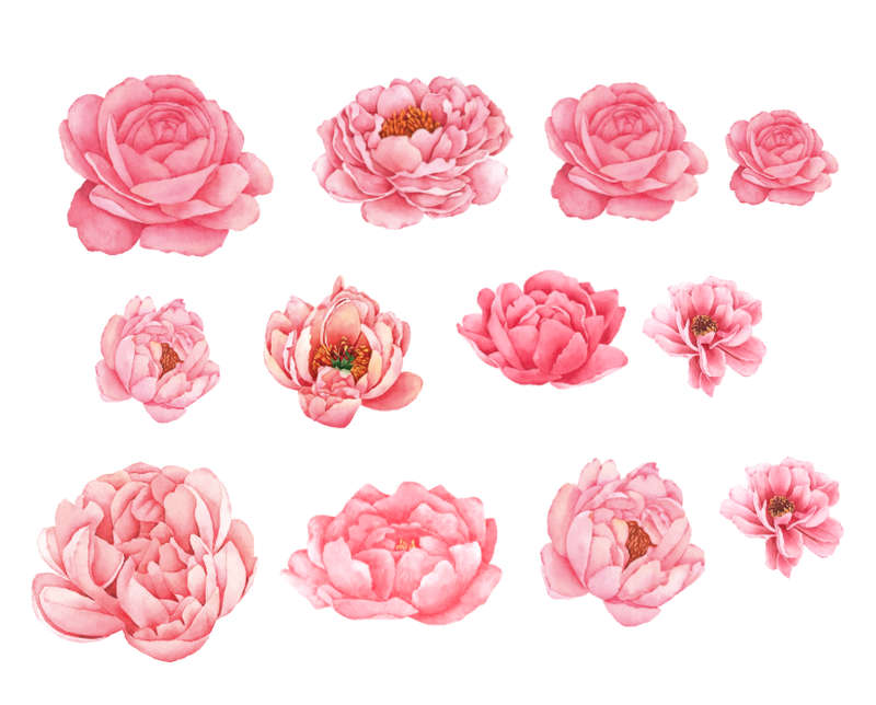 Peony Flowers - Self Adhesive  Wall Vinyl Stickers - Peel and Stick Vinyl Decal - Pack of 12 flowers