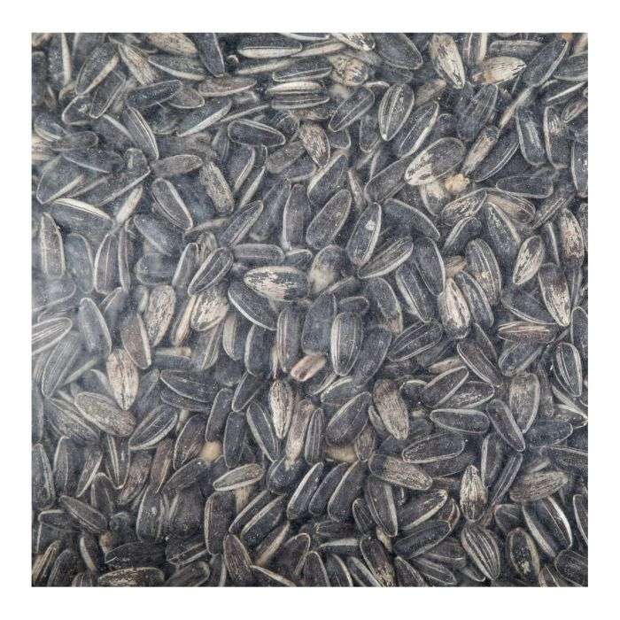 COMPLETE SEED SUNFLOWER 10KG