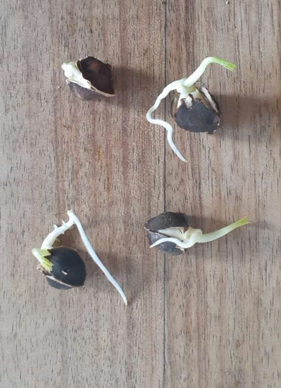 Moringa Seeds