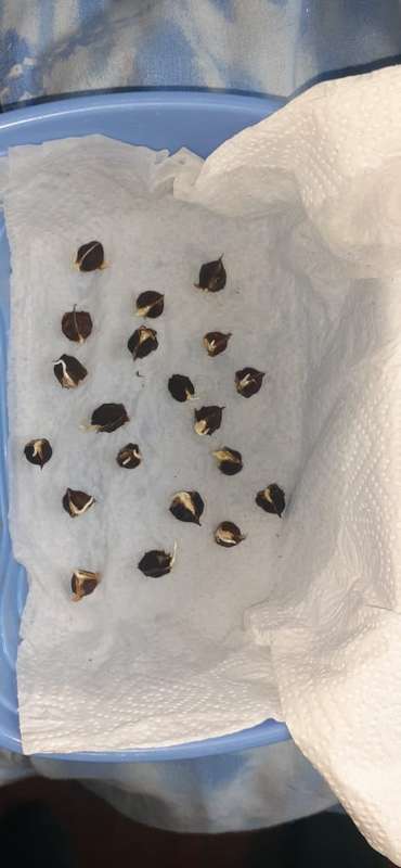 Moringa Seeds